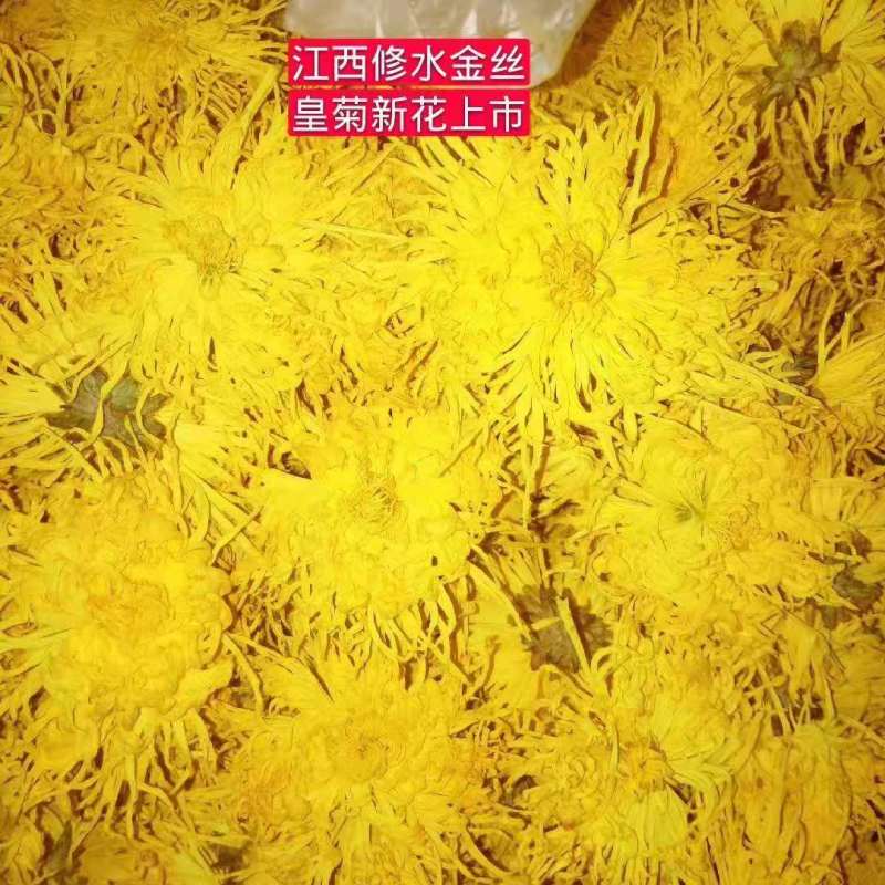 金丝皇菊一朵一杯特惠装大量批发各种各样的小朵包装走量