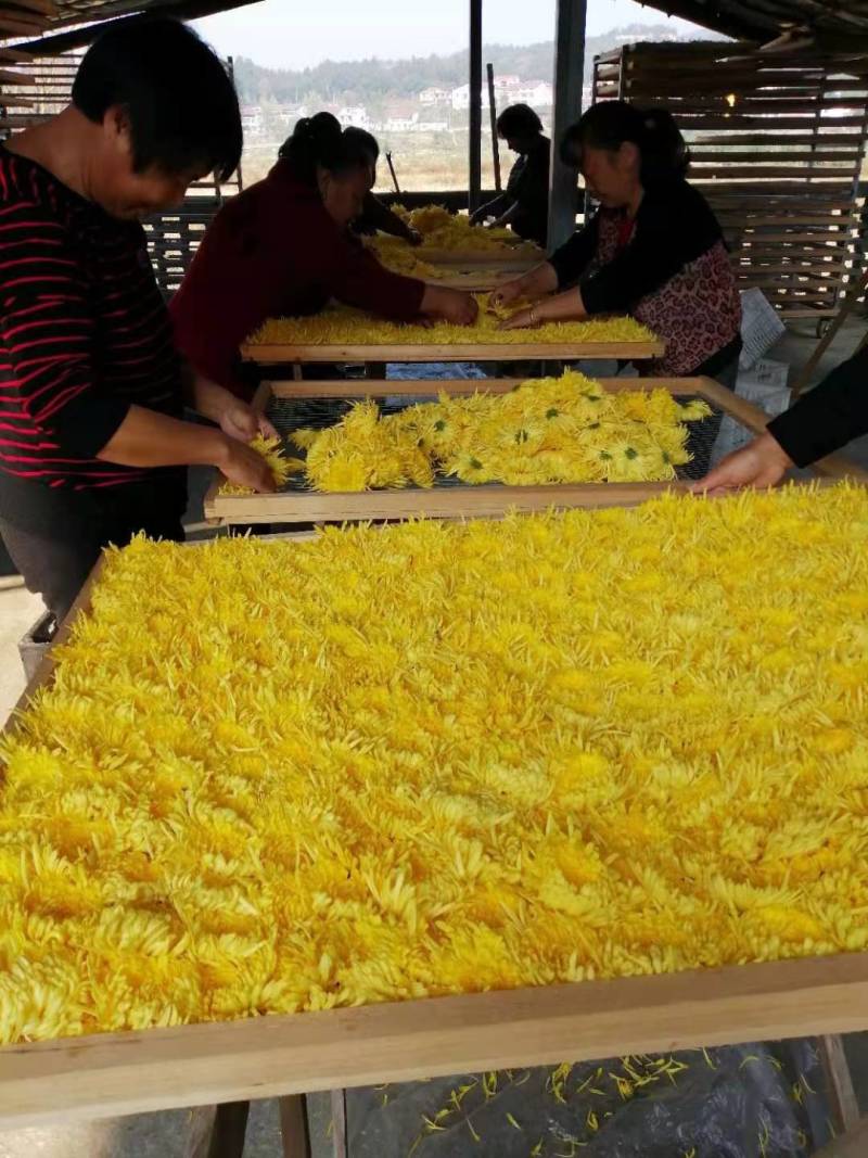 金丝皇菊一朵一杯特惠装大量批发各种各样的小朵包装走量