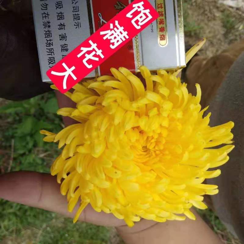 金丝皇菊一朵一杯特惠装大量批发各种各样的小朵包装走量