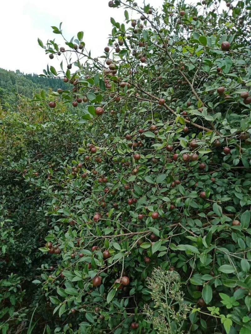 山茶油、产地一手货源，量大从优