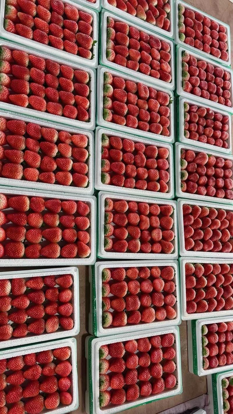 保定顺平红颜九九草莓新鲜草莓采摘供应口感佳