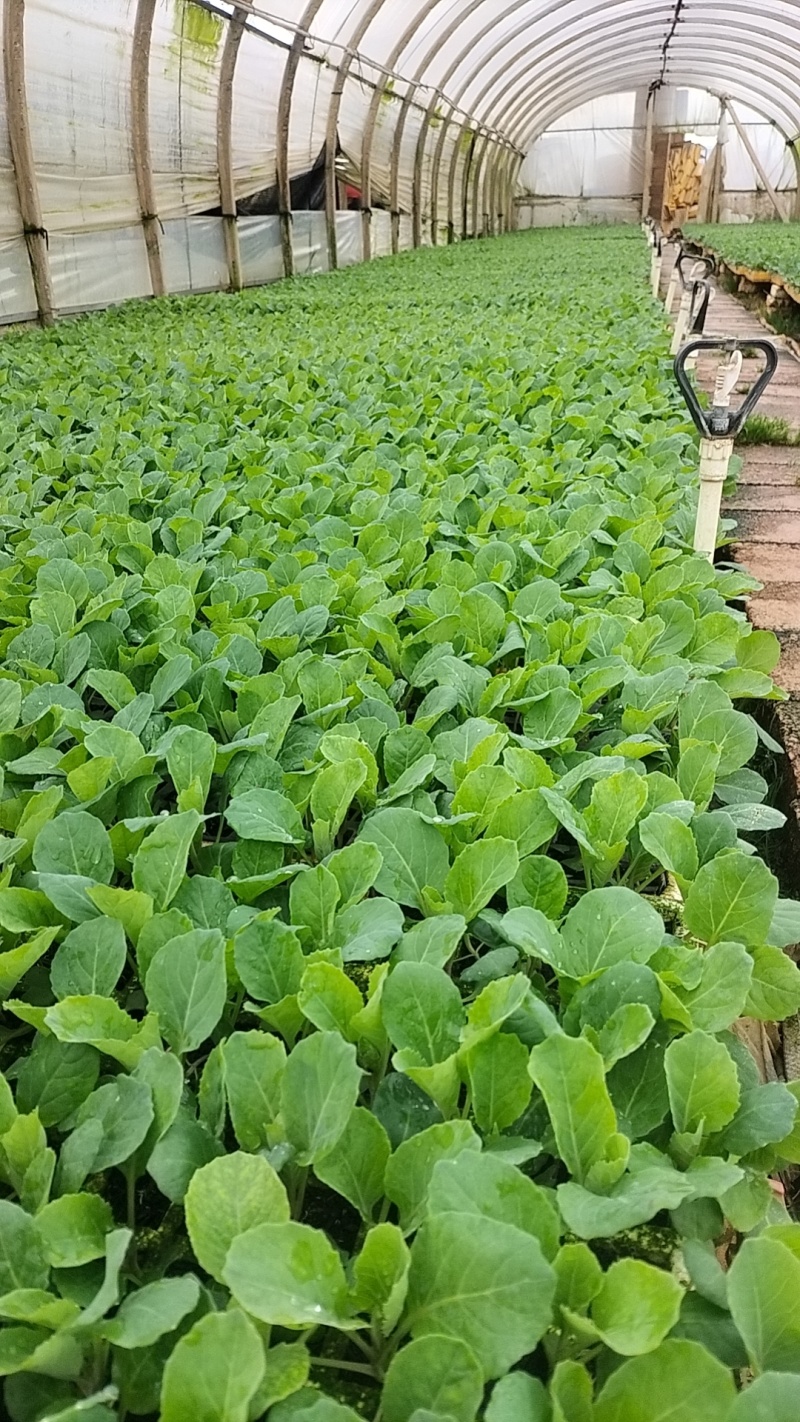 牛心甘蓝苗，苗子清秀整齐，无病，无虫眼，根系发达，成活率