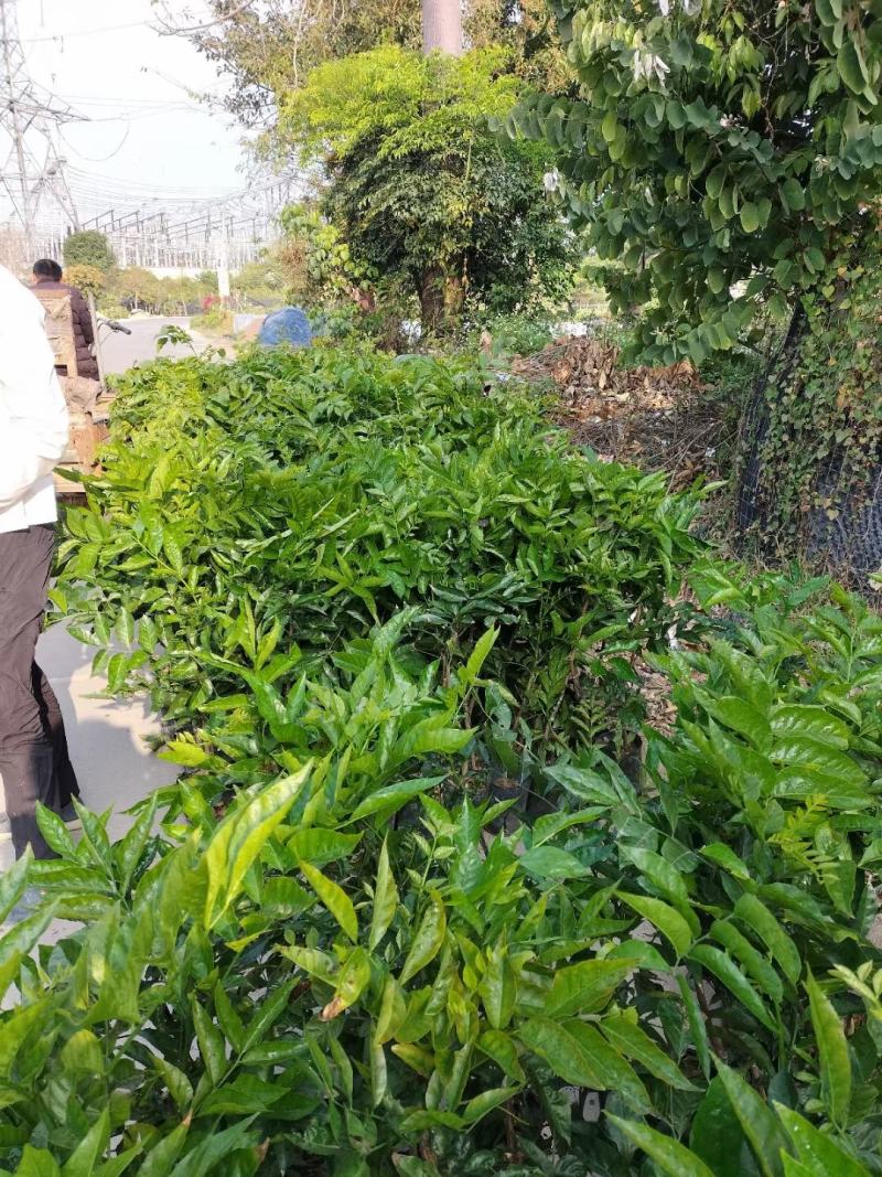 大鸡心黄皮苗、无核黄皮苗、大黑皮黄皮苗，