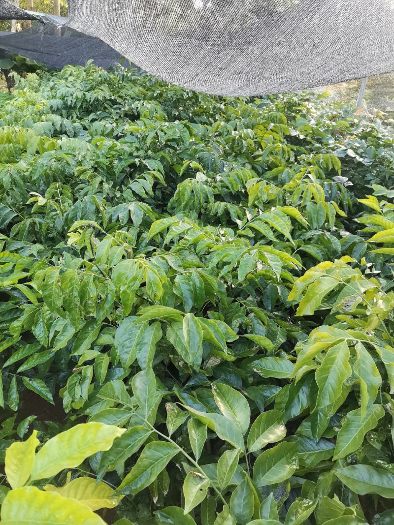 大鸡心黄皮苗、无核黄皮苗、大黑皮黄皮苗，