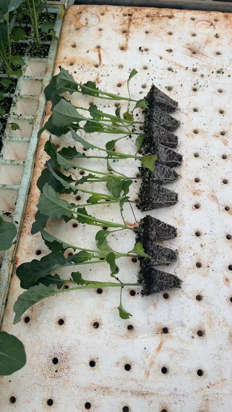 云南西兰花苗，菲翠11号，产量高苗子根系发达欢迎考察