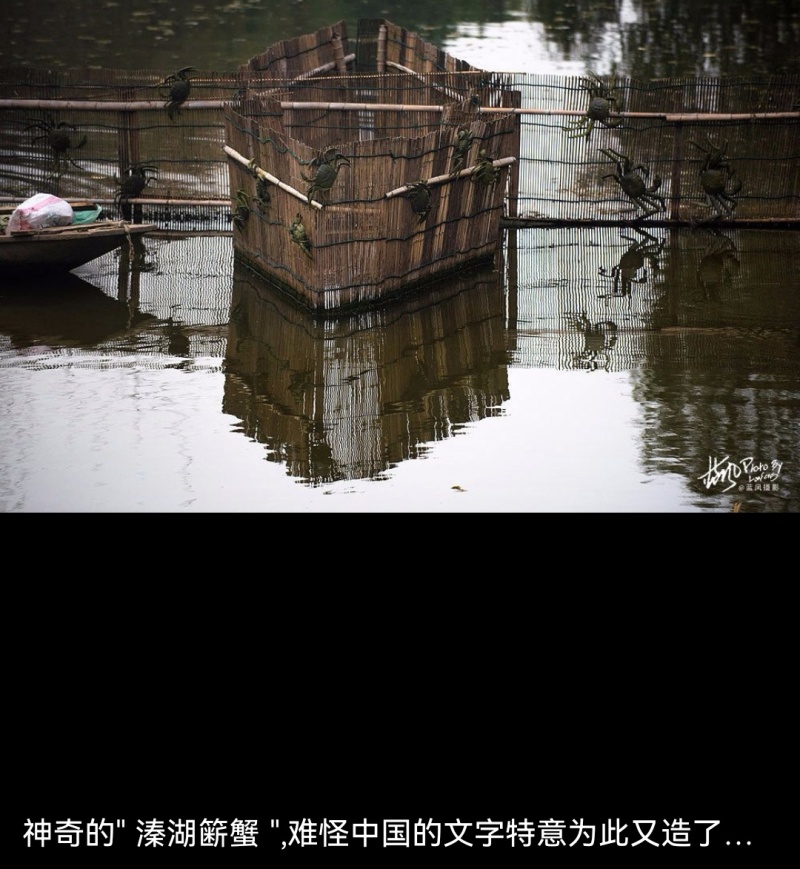 溱湖簖蟹，一件代发，礼盒装，价格优惠可视频看货