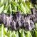 紫叶莴笋苗，清秀整齐，根系发达，成活率高，现挖现发