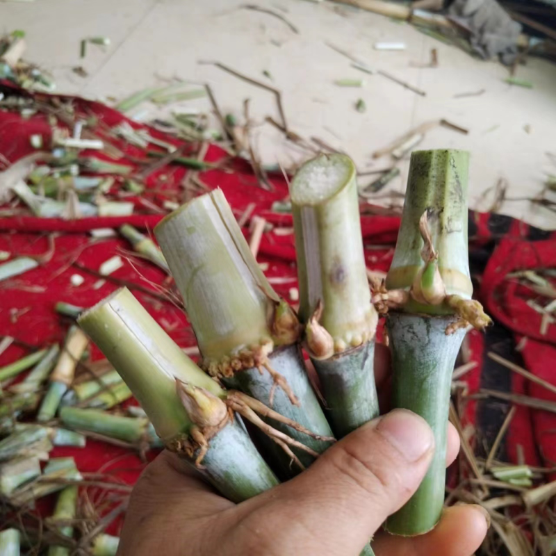 0.1一牙甜象草大量供应，纸箱保湿发货，全国发货，