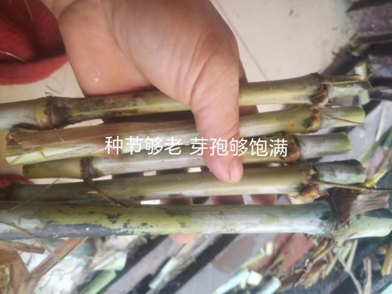 0.1一牙甜象草大量供应，纸箱保湿发货，全国发货，