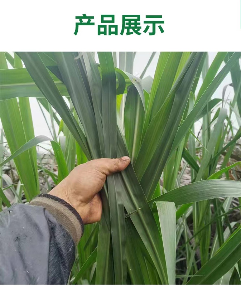 0.1一牙甜象草大量供应，纸箱保湿发货，全国发货，