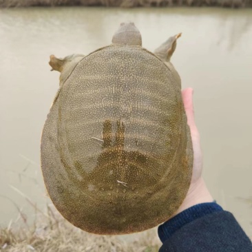外塘中华鳖