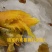 烟薯25，大量供应