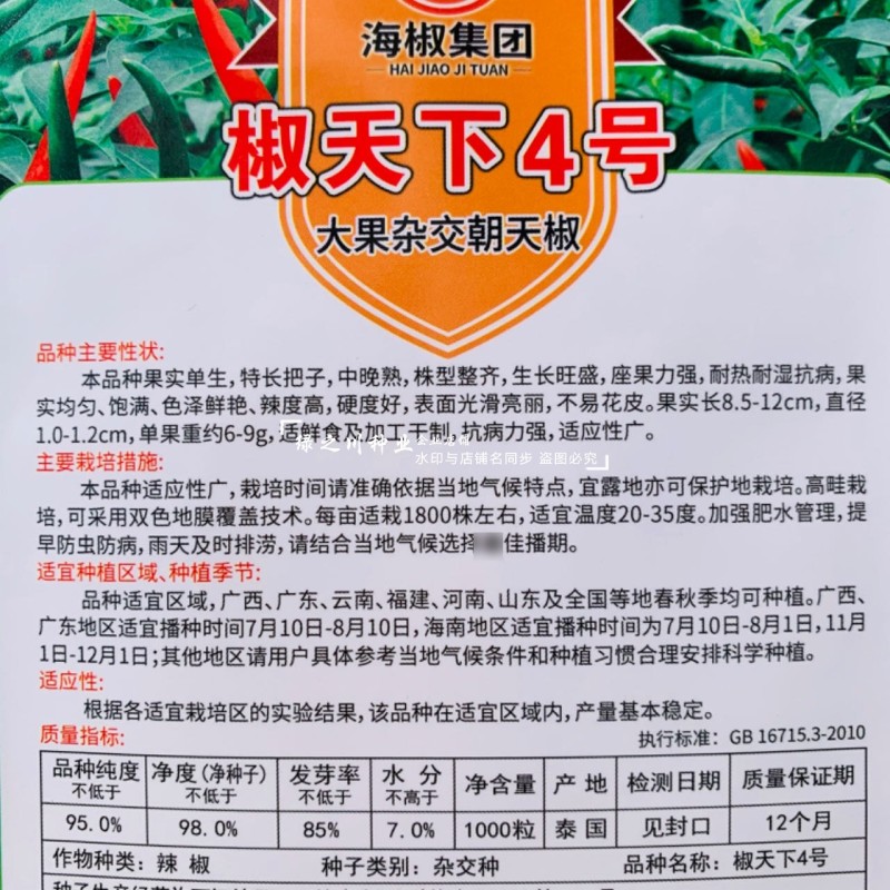 南方热销椒天下4号朝天椒种子泰国进口大果型椒把长抗病耐热