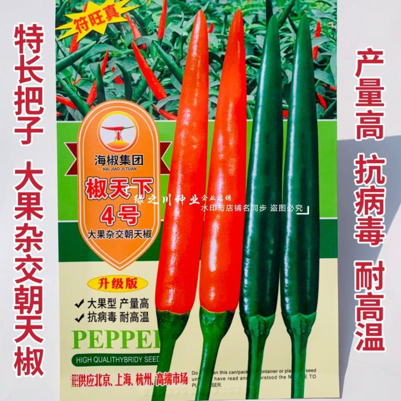 南方热销椒天下4号朝天椒种子泰国进口大果型椒把长抗病耐热