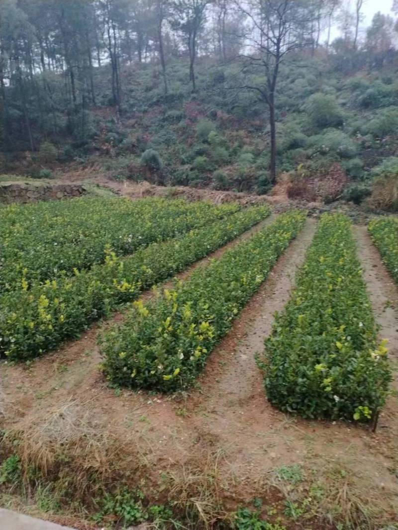 长林油茶苗