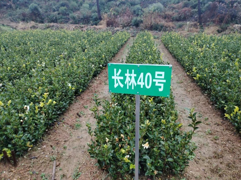 长林油茶苗