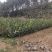 长林油茶苗