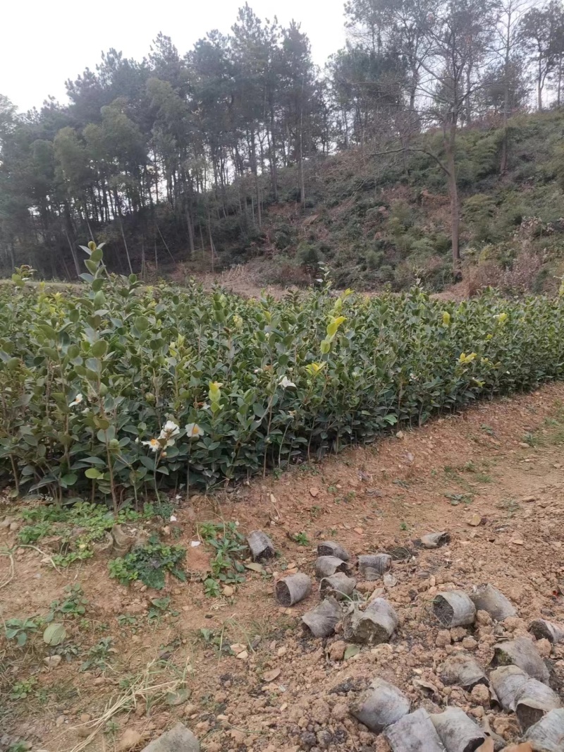 长林油茶苗