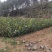 长林油茶苗