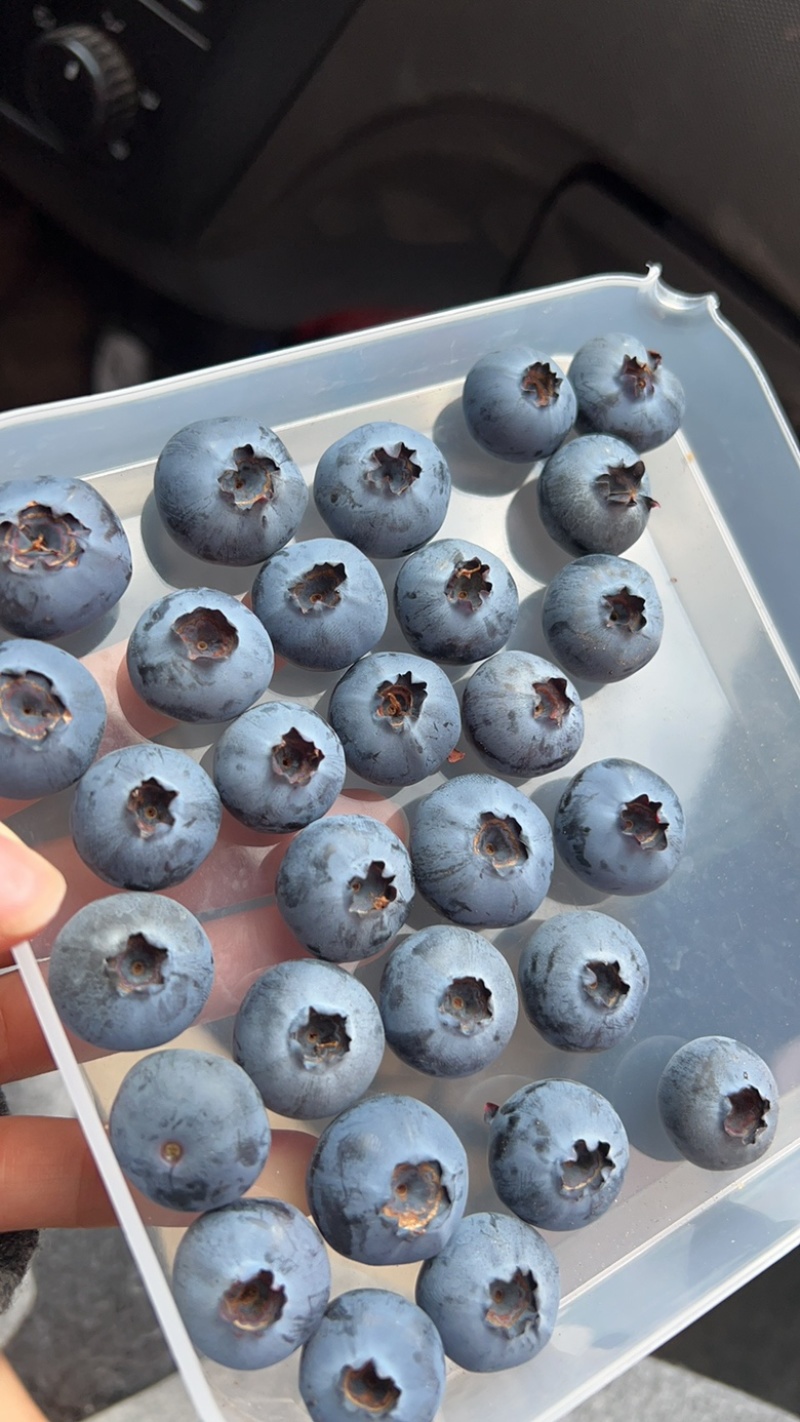 云南抚仙湖蓝莓纯甜各种品种产地直发一手货源