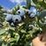 云南抚仙湖蓝莓纯甜各种品种产地直发一手货源