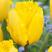 荷兰郁金香种球郁金香种子观花植物阳台盆栽耐寒多年生花卉