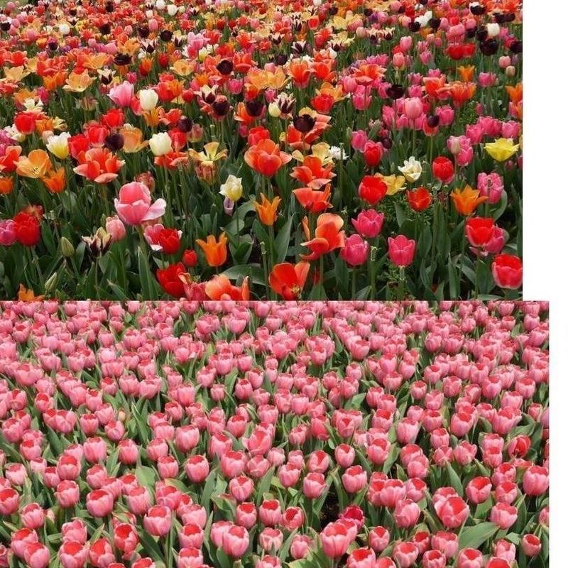 荷兰郁金香种球郁金香种子观花植物阳台盆栽耐寒多年生花卉