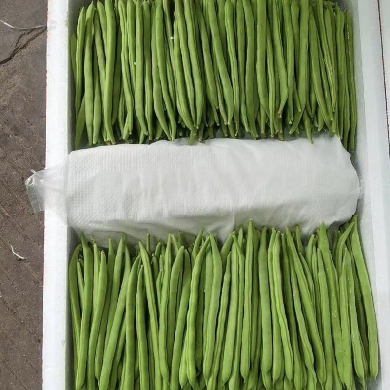 贵小金豆大量上市全国各地发货带收带发质量保证坏了包赔基地