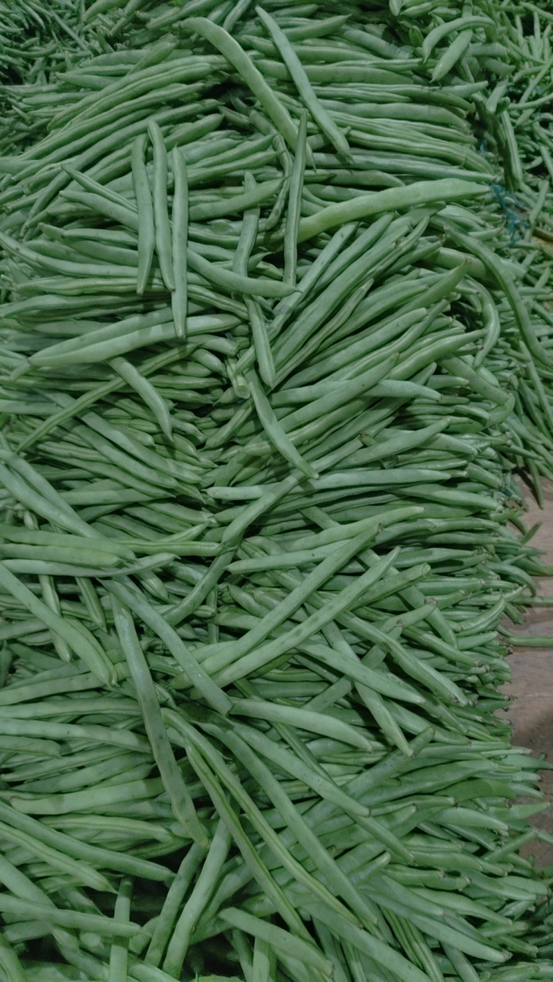 贵小金豆大量上市全国各地发货带收带发质量保证坏了包赔基地