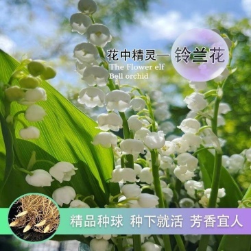 铃兰种球根阳台室内室外花苗进口盆栽花卉植物好养活花种籽风