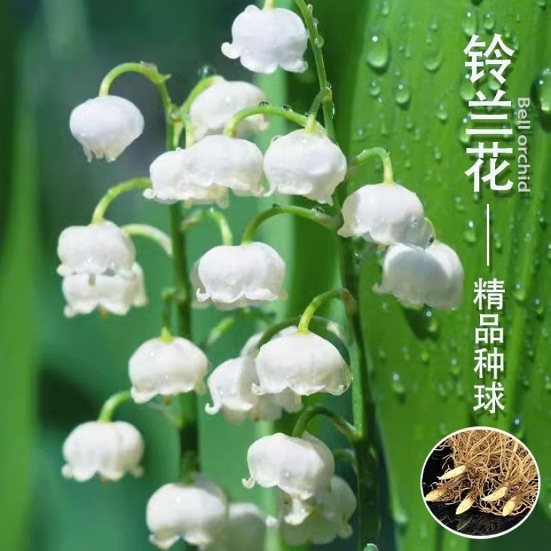 铃兰种球根阳台室内室外花苗进口盆栽花卉植物好养活花种籽风