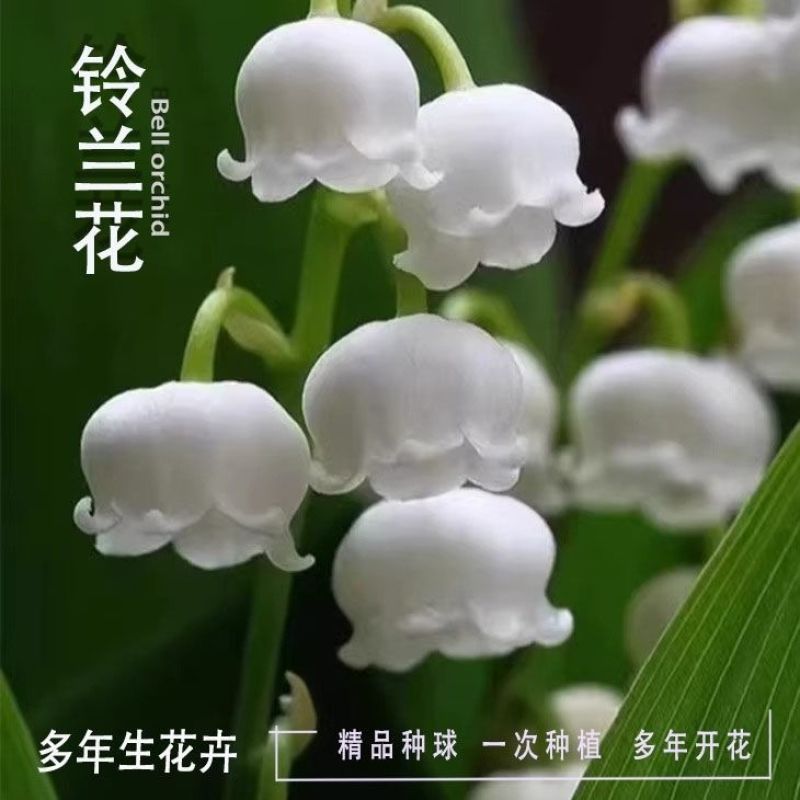 铃兰种球根阳台室内室外花苗进口盆栽花卉植物好养活花种籽风