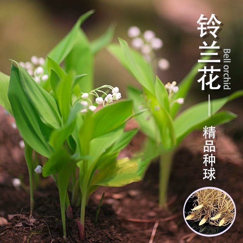 铃兰种球根阳台室内室外花苗进口盆栽花卉植物好养活花种籽风