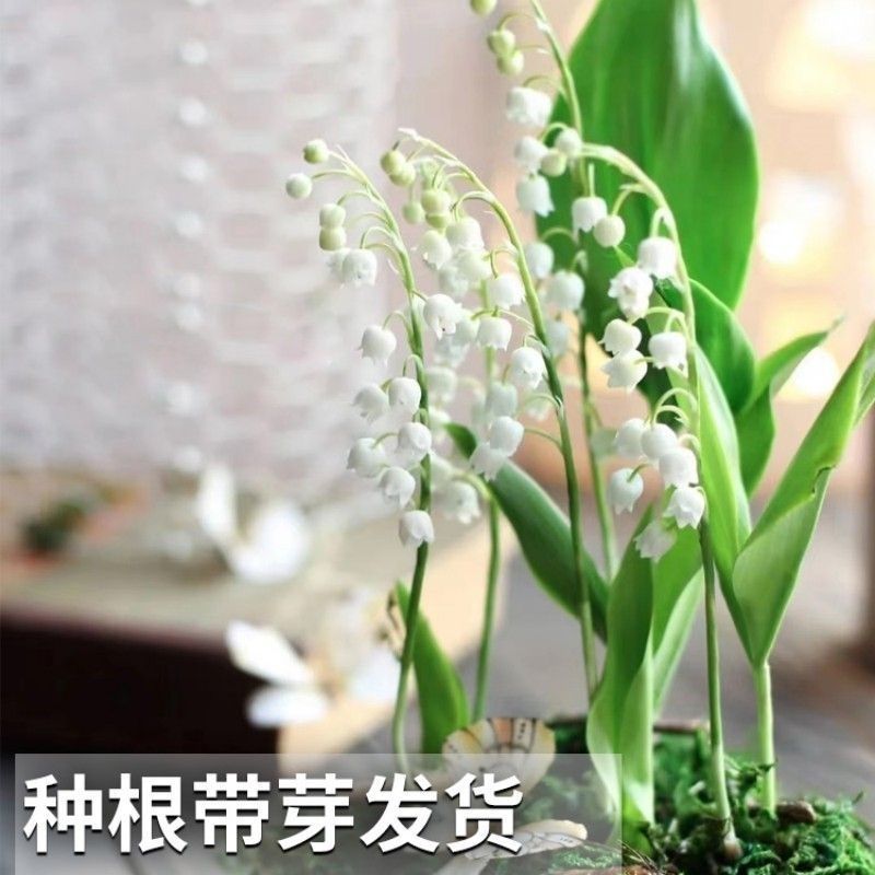 铃兰种球根阳台室内室外花苗进口盆栽花卉植物好养活花种籽风