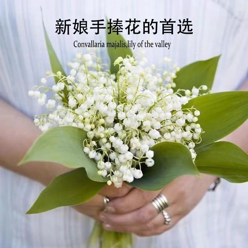 铃兰种球根阳台室内室外花苗进口盆栽花卉植物好养活花种籽风