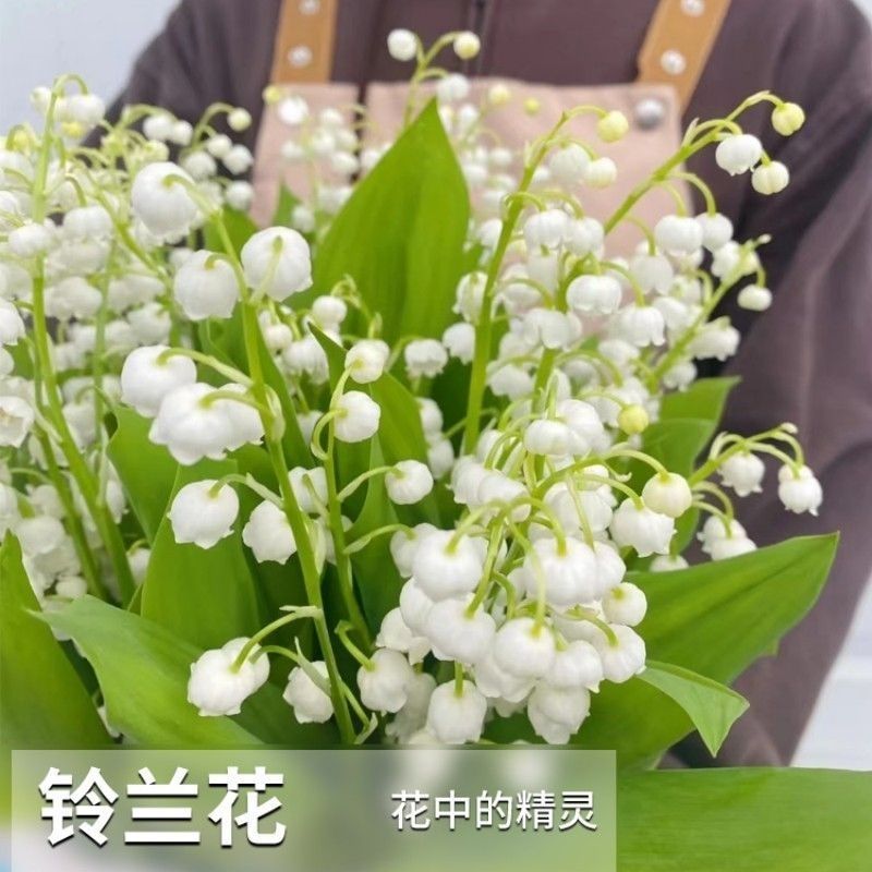 铃兰种球根阳台室内室外花苗进口盆栽花卉植物好养活花种籽风