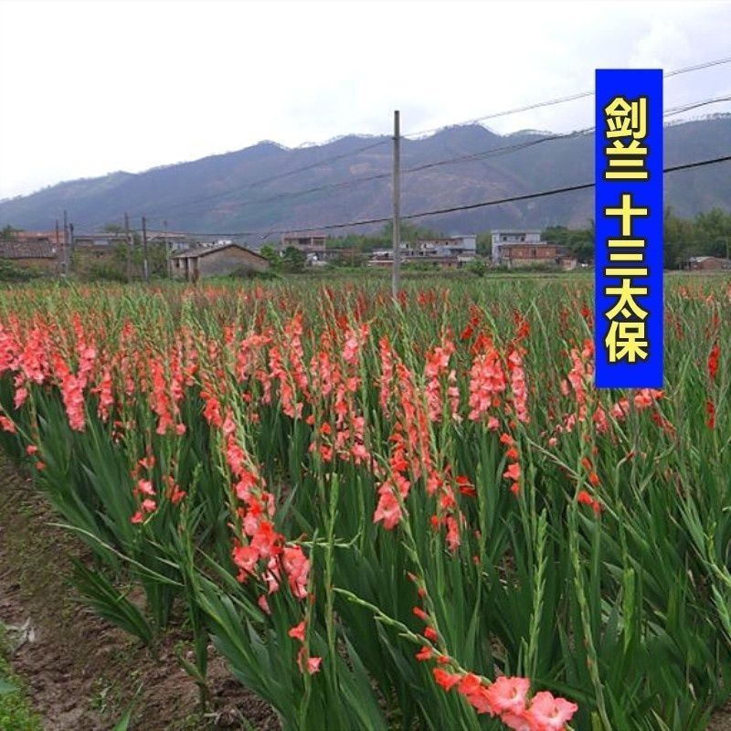 10球装进口剑兰种球盆栽多年生庭院易活耐热易种花期长唐菖