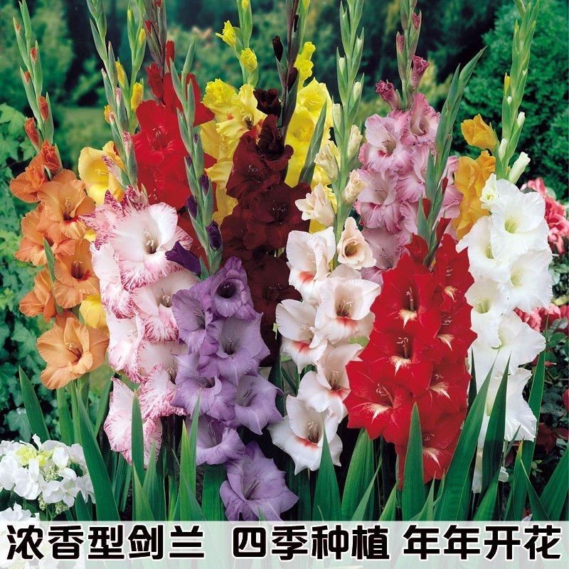 10球装进口剑兰种球盆栽多年生庭院易活耐热易种花期长唐菖
