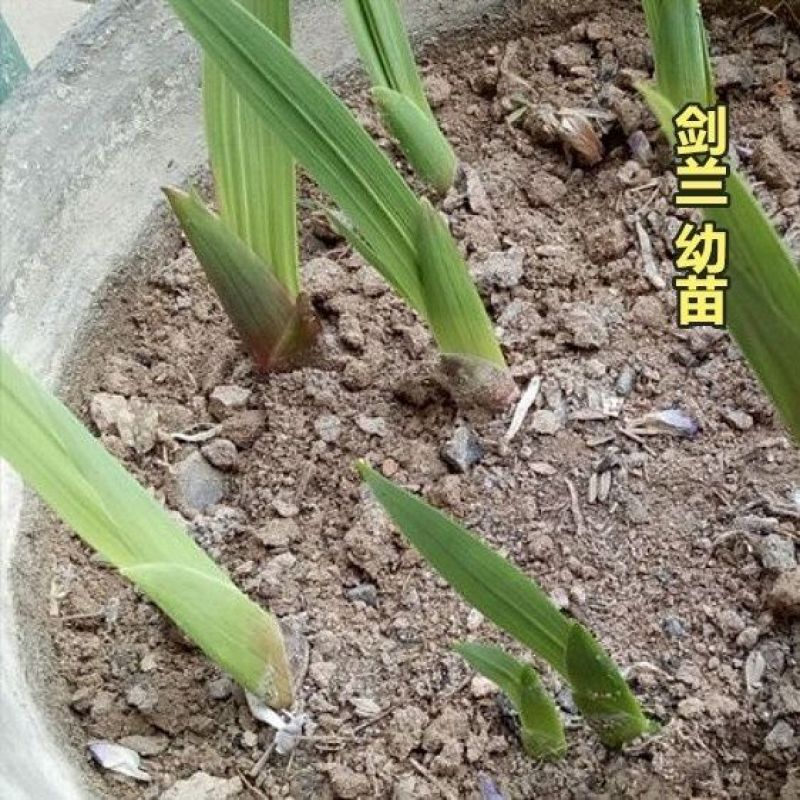 10球装进口剑兰种球盆栽多年生庭院易活耐热易种花期长唐菖