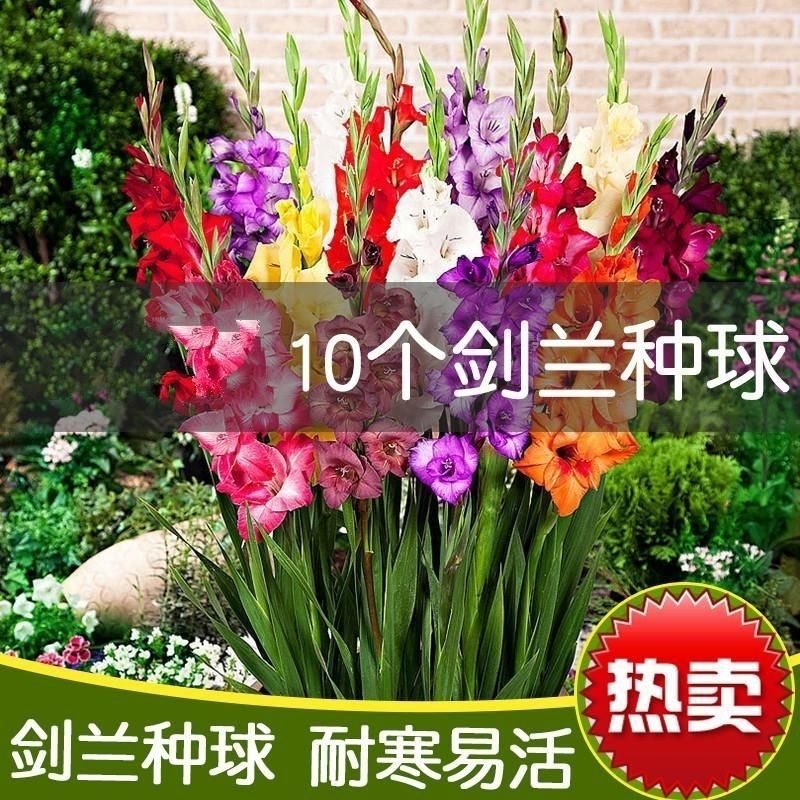 10球装进口剑兰种球盆栽多年生庭院易活耐热易种花期长唐菖