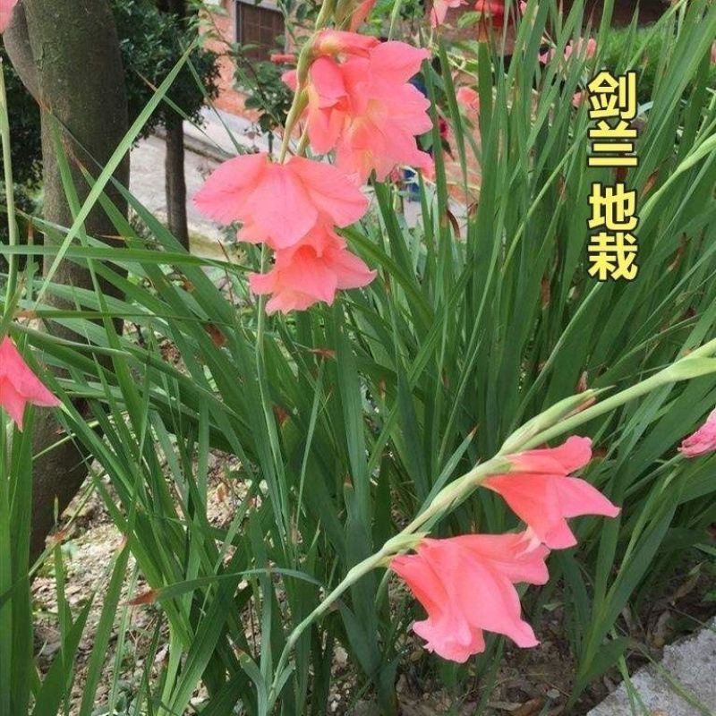 10球装进口剑兰种球盆栽多年生庭院易活耐热易种花期长唐菖