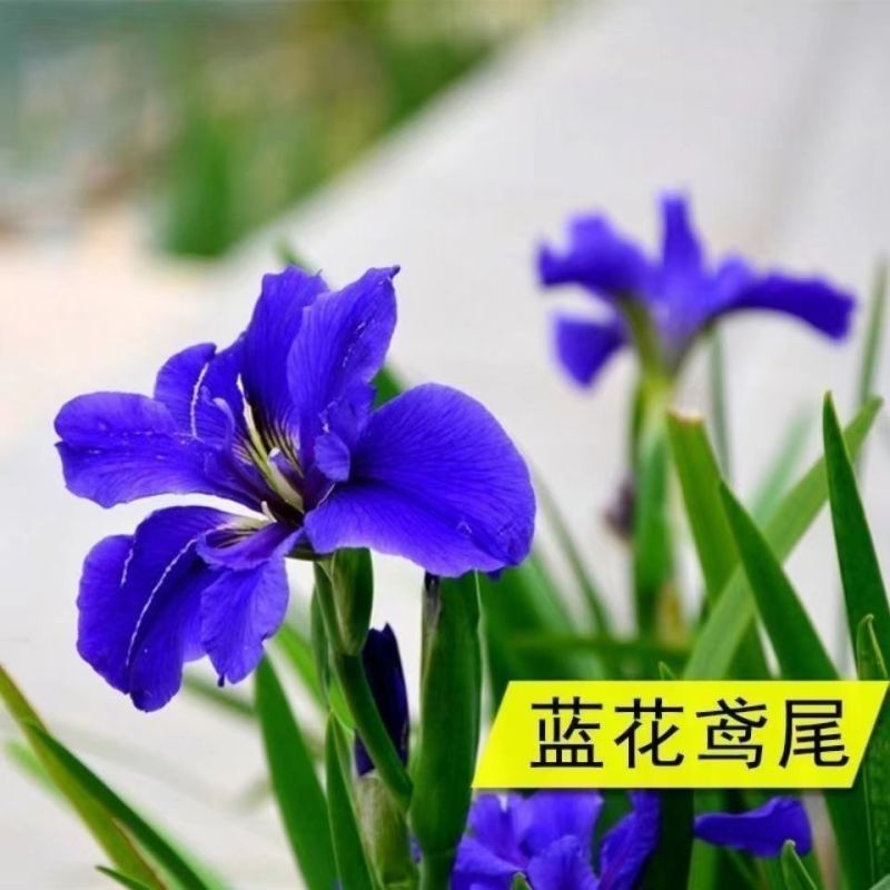 5颗鸢尾种球球根荷兰进口多年生花卉秋冬季种植植物庭院阳