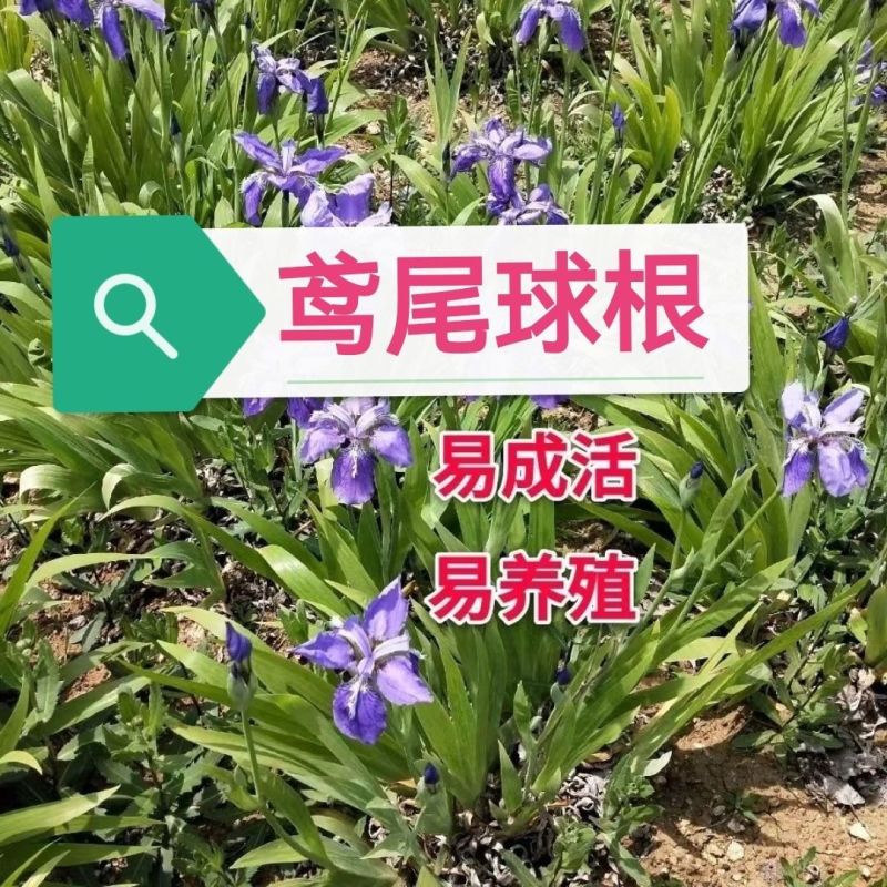 5颗鸢尾种球球根荷兰进口多年生花卉秋冬季种植植物庭院阳