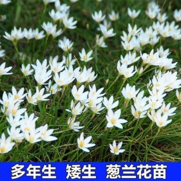 葱兰花苗室外庭院常绿花卉地被矮生耐阴耐寒花草籽葱兰种球多