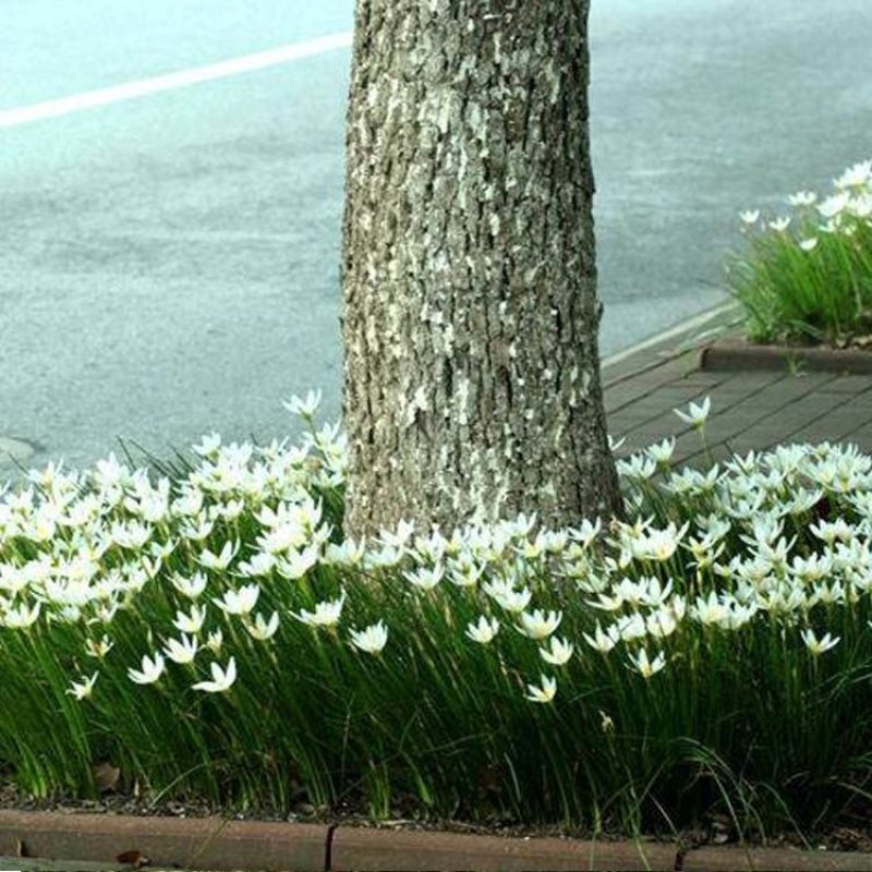 葱兰花苗室外庭院常绿花卉地被矮生耐阴耐寒花草籽葱兰种球多