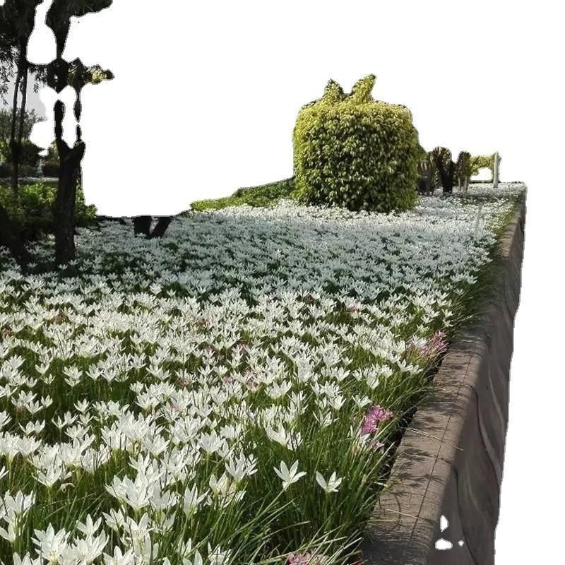 葱兰花苗室外庭院常绿花卉地被矮生耐阴耐寒花草籽葱兰种球多