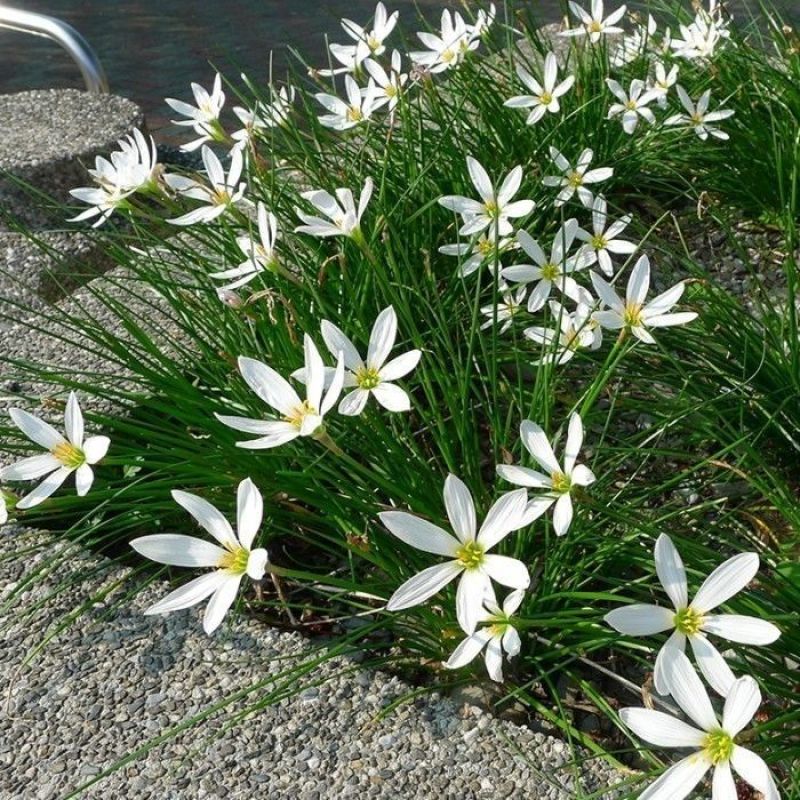 葱兰花苗室外庭院常绿花卉地被矮生耐阴耐寒花草籽葱兰种球多