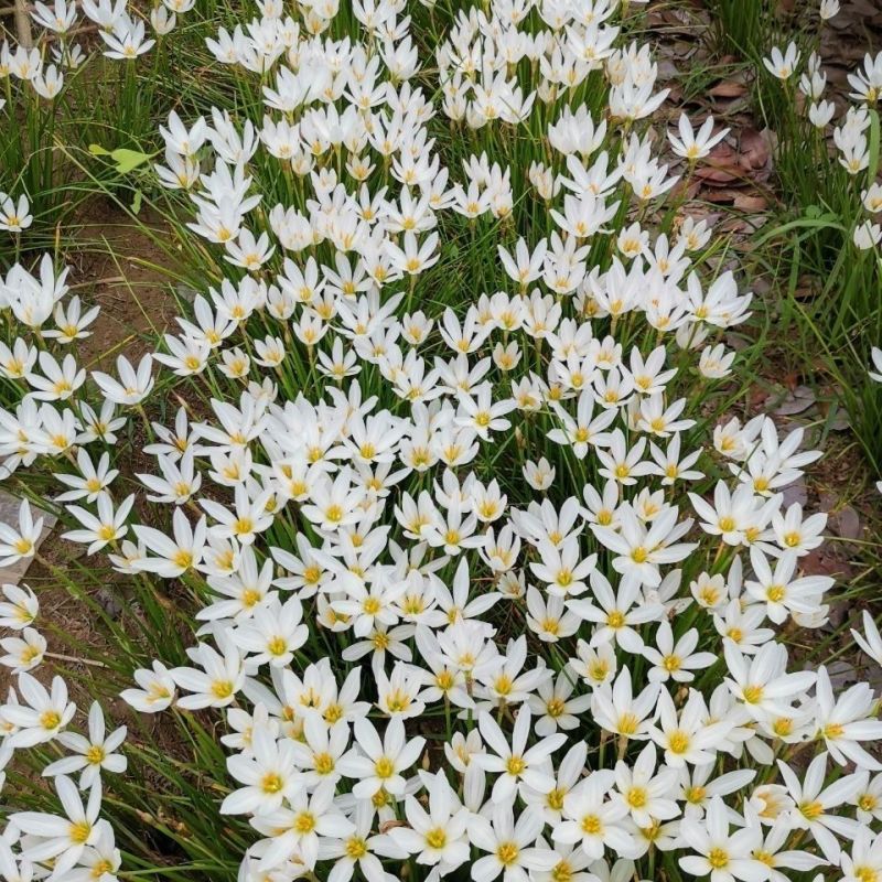 葱兰花苗室外庭院常绿花卉地被矮生耐阴耐寒花草籽葱兰种球多