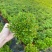小叶赤楠漳州赤楠基地漳州赤楠批发供应