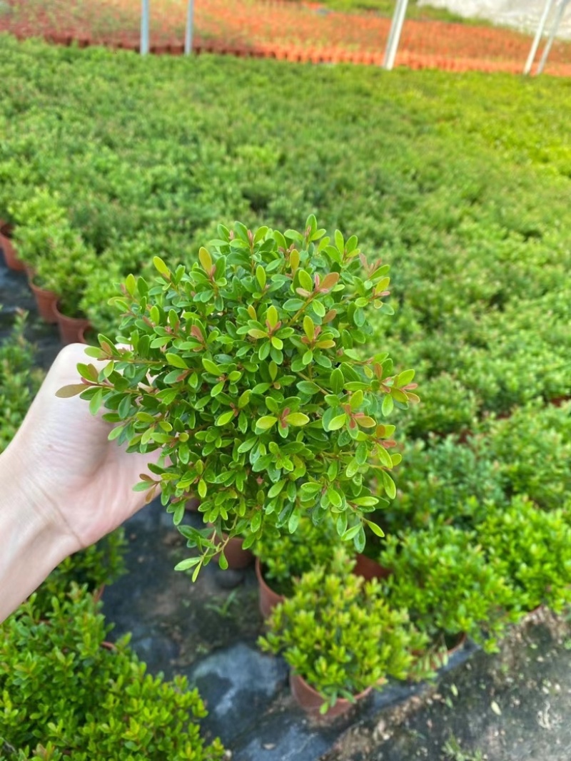 小叶赤楠漳州赤楠基地漳州赤楠批发供应